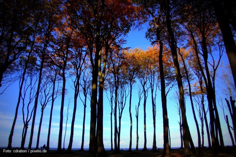 Gespensterwald an der Ostseeküste in der Nähe von Kühlungsborn