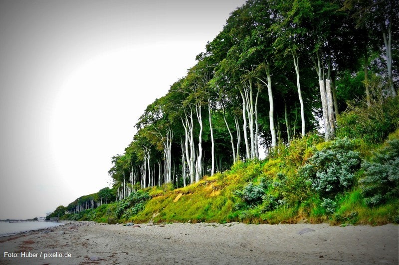 Wald an der Küste vor Heiligendamm an der Ostsee